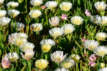 peaceful flowers in nature and natural environment