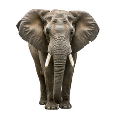 Fototapeta premium elephant isolated on transparent background.