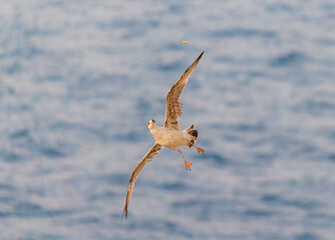 Image of seagull is flying, Seagull background.