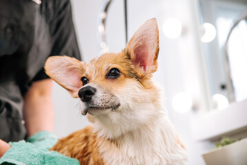 beautiful corgi in the grooming salon brings beauty