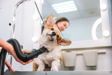 Corgi dog is dried by a female groomer with a professional compressor in a grooming salon
