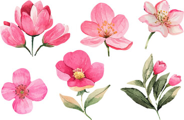 pink and white flowers