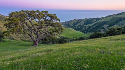 Fototapeta premium Coastal California Oak Tree Sunset Meadow Landscape