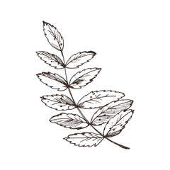 Rowan leaves single object. Line art graphic hand drawn brown ink monochrome. Isolated EPS element vector illustration
