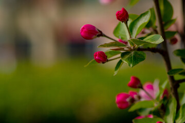 Spring arrives, and everything along the garden riverbank is renewed. Plants grow tender shoots and bloom with colorful flowers, presenting beautiful background materials