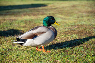 handsome male duck on green grass