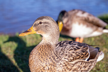gray duck on the background of the lake