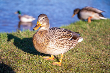 gray duck on the background of the lake