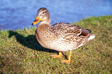 gray duck on the background of the lake