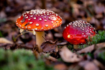 beautiful red fly agaric in the autumn forest