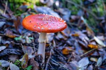 beautiful red fly agaric in the autumn forest