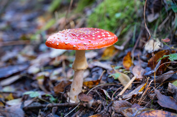beautiful red fly agaric in the autumn forest