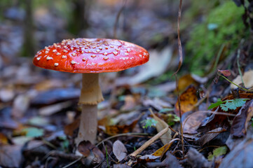 beautiful red fly agaric in the autumn forest
