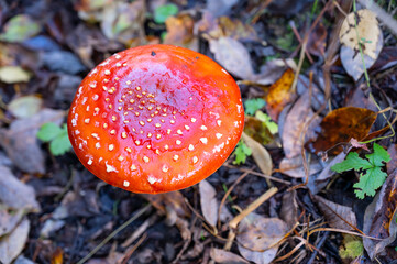 beautiful red fly agaric in the autumn forest