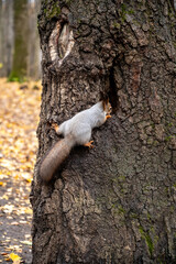 gray squirrel sitting on a tree trunk, close-up