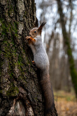 gray squirrel sitting on a tree trunk, close-up