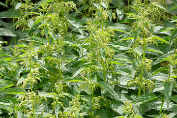 photos of medicinal plants and nettle plant