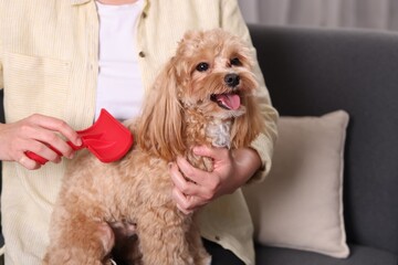 Woman brushing cute Maltipoo dog on sofa at home, closeup