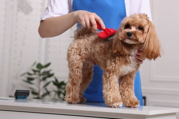 Woman brushing cute Maltipoo dog indoors, closeup