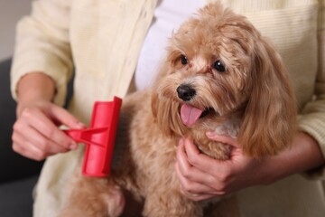 Woman brushing cute Maltipoo dog at home, closeup