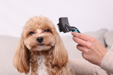 Woman brushing cute Maltipoo dog at home, closeup