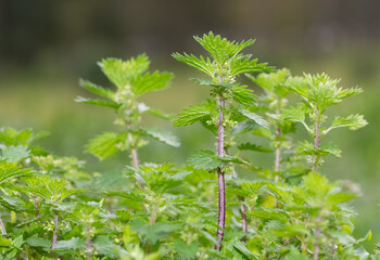 photos of medicinal plants and nettle plant