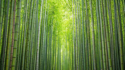 Fototapeta premium Lush Bamboo Forest for Unique Wall Decor