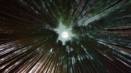 Fototapeta premium A serene forest with green trees stretching towards the clear sky on a full moon night, showcasing the beauty of nature