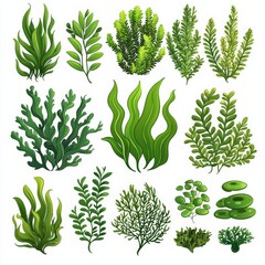 Seaweed and corals