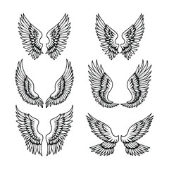 black and white wings