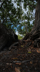 tree in the woods