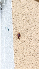 Foto de baratas subindo uma parede em um ambiente residencial. A imagem destaca o comportamento de pragas urbanas, sendo uma representação comum de infestação em áreas domésticas