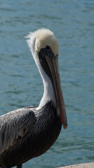 pelican on the beach