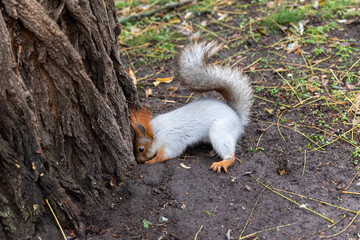 The red squirrel is digging the ground near the tree trunk