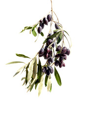 Olive branch with fruits on white background