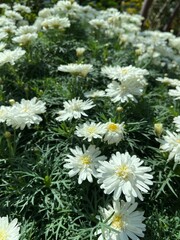 The greenhouse dome is full of beautiful trees