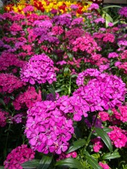 The greenhouse dome is full of beautiful trees