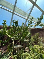 The greenhouse dome is full of beautiful trees