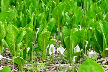Obraz premium 胎内市地本水芭蕉群落（新潟県）