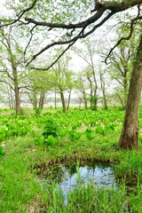 Fototapeta premium 胎内市地本水芭蕉群落（新潟県）