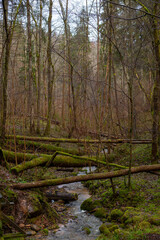 Wild forest of Sateseles Canyon in December in Sigulda in Latvia