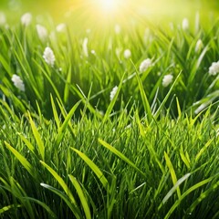 green grass background
