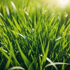 green grass background