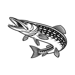 Fototapeta premium Chain Pickerel Fish Vector Art and Illustration