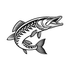 Chain Pickerel Fish Vector Art and Illustration