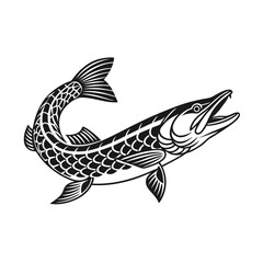 Chain Pickerel Fish Vector Art and Illustration