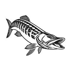 Chain Pickerel Fish Vector Art and Illustration