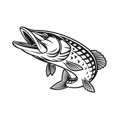 Chain Pickerel Fish Vector Art and Illustration
