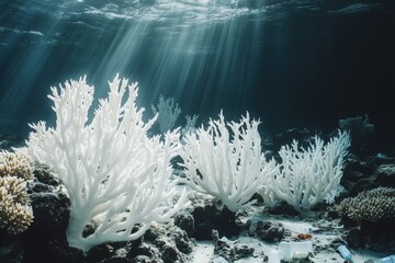 a dead coral reef with rubbish