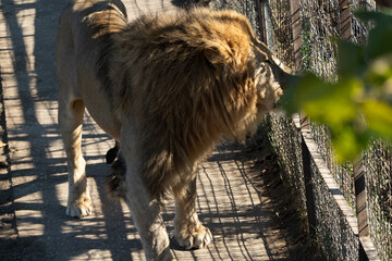 Lion, Enclosure, Wildlife - A majestic lion walks on a wooden platform in an enclosure.